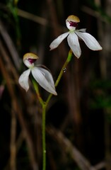Caladenia cucullata