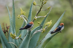 Cecropis abyssinica
