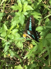 Graphium sarpedon nipponum