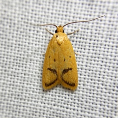 Eulechria subpunctella