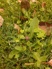Prunella vulgaris