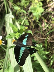 Graphium sarpedon nipponum