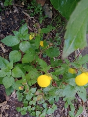 Calceolaria tripartita