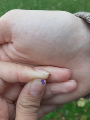 Prunella vulgaris