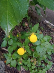 Calceolaria tripartita