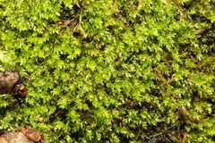 Rhynchostegium confertum