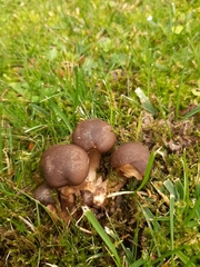 Lyophyllum