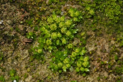 Bryum dichotomum
