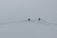 Mareca strepera strepera