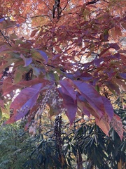 Oxydendrum