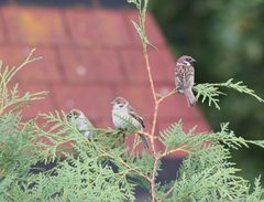 Passer montanus montanus