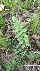 Christella acuminata