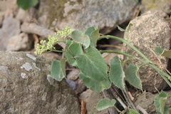 Cissus tiliacea