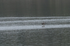 Mareca strepera strepera