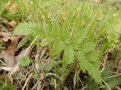 Christella acuminata