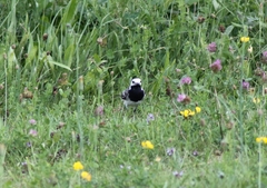 Motacilla alba alba