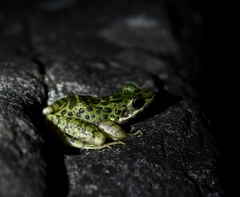 Odorrana tianmuii