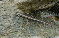 Cryptoblepharus litoralis