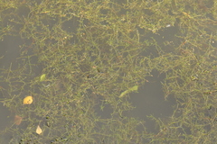 Crassula helmsii