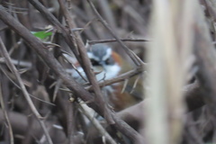 Pomatorhinus musicus