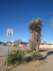Yucca gloriosa