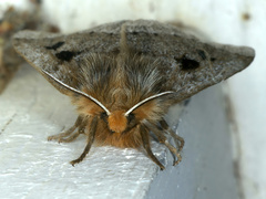 Anthela ocellata
