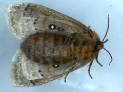 Anthela ocellata