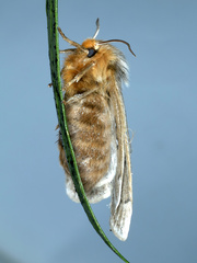 Anthela ocellata
