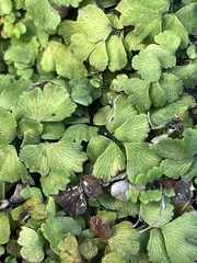 Potentilla caulescens