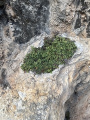Potentilla caulescens