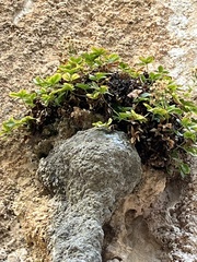 Potentilla caulescens