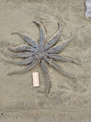 Coscinasterias muricata