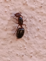 Crematogaster schmidti