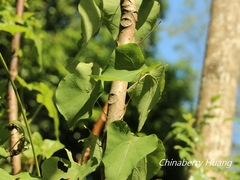 Stephania cephalantha