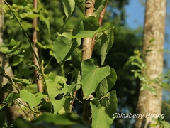 Stephania cephalantha
