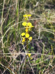 Diuris chrysantha