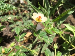 Kallstroemia rosei
