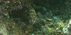 Epinephelus merra