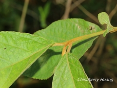 Callicarpa formosana formosana