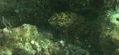 Epinephelus merra