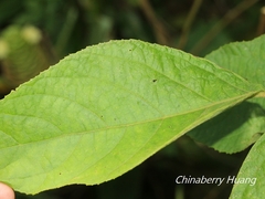 Callicarpa formosana formosana
