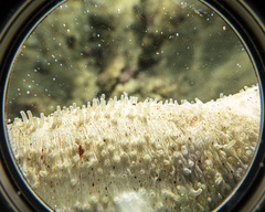 Holothuria conusalba