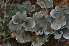 Cora glabrata