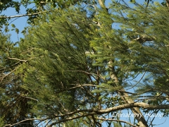 Melaleuca alternifolia