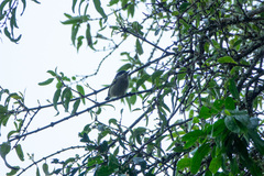 Pogoniulus coryphaea