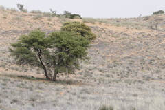 Vachellia erioloba