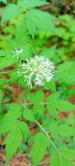 Actaea