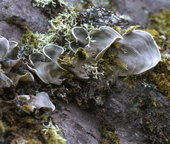 Cora glabrata