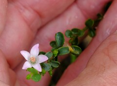 Philotheca verrucosa