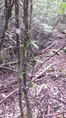 Sarcochilus australis